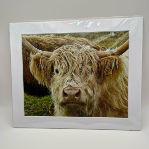 Cream highland cow