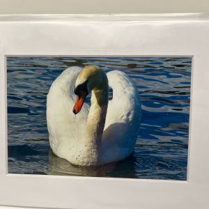 Swan