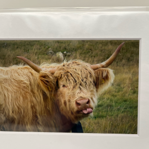 Cream highland cow