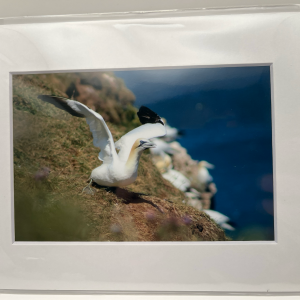Gannet taking flight