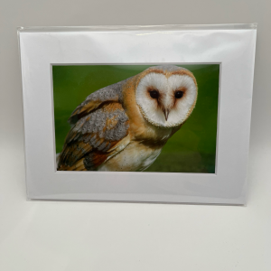 Barn owl