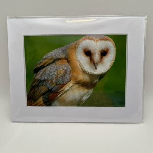 Barn owl