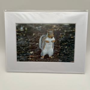 Grey squirrel