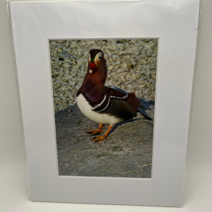 Mandarin duck on stone