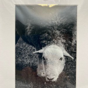 Herdwick sheep in Lake District