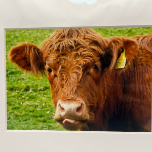 Brown calf