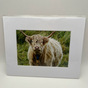 Cream highland cow