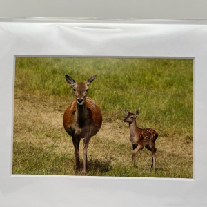 Deer and fawn at Sledmere