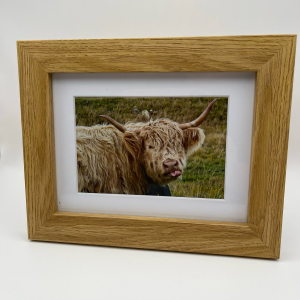 Framed photo of cream highland cow