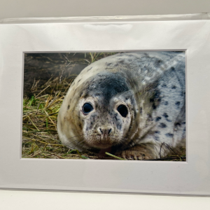 Grey seal at Donna Nook