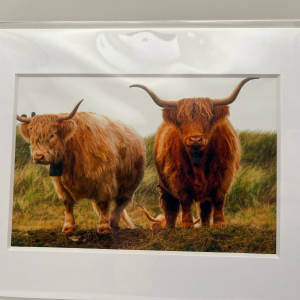Pair of highland cows
