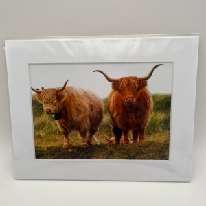 Pair of highland cows