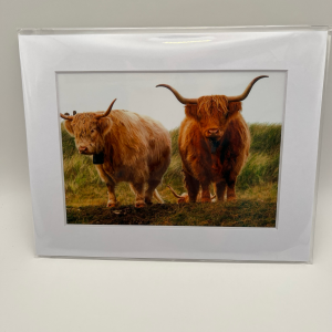 Pair of highland cows