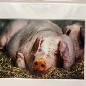 Pig at Honeysuckle farm