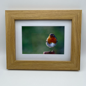 Robin on a post