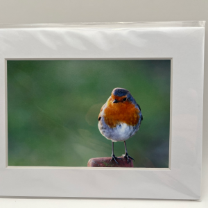 Robin on post