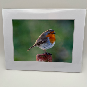 Robin on post