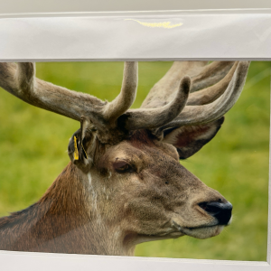 Stag at Sledmere