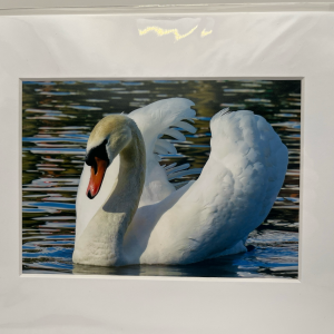 Swan on lake