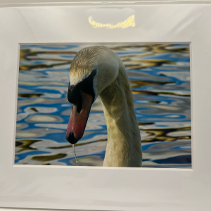 Swan portrait