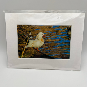 White mandarin duck on log